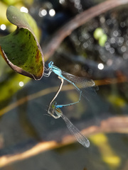 Pseudagrion microcephalum
