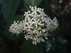 Tarenna