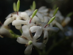Tarenna