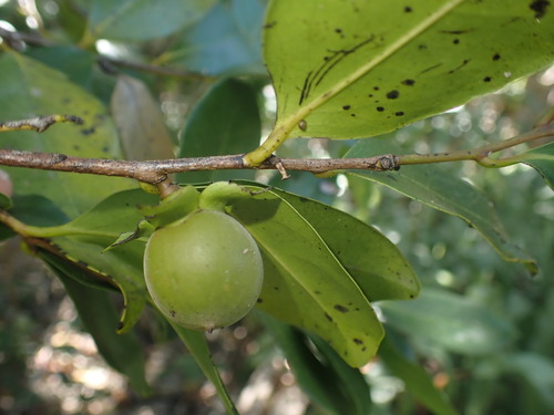 Diospyros samoensis observed 2021-09-02