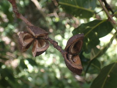 Elattostachys apetala