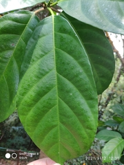 Ficus fistulosa