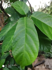 Ficus fistulosa