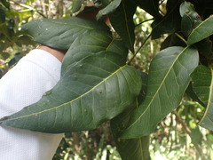 Elattostachys apetala