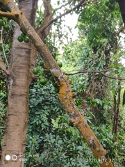 Ficus fistulosa