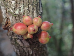 Ixora cauliflora