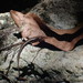 Caledoniscincus atropunctatus - Photo (c) Shankar Meyer, algunos derechos reservados (CC BY-NC), subido por Shankar Meyer