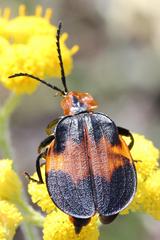 Lycus rostratus