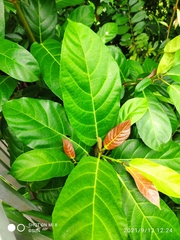 Ficus fistulosa