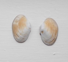 Venerupis galactites