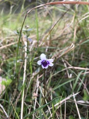 Viola eminens