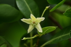 Gymnanthera oblonga