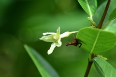 Gymnanthera oblonga