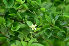 Gymnanthera oblonga