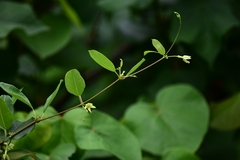 Gymnanthera oblonga