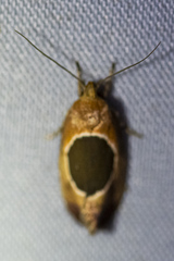 Hoplomorpha abalienella
