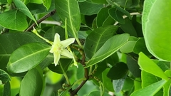 Gymnanthera oblonga