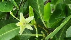 Gymnanthera oblonga
