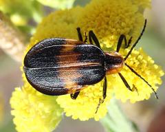 Lycus rostratus
