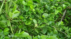 Gymnanthera oblonga