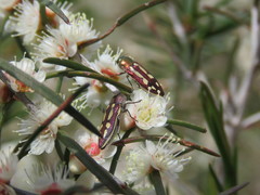 Castiarina crocicolor