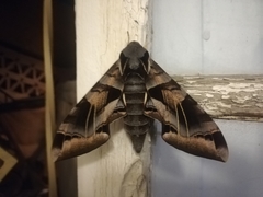Eumorpha typhon