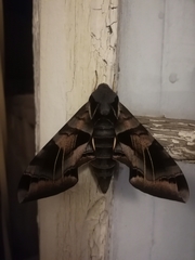 Eumorpha typhon