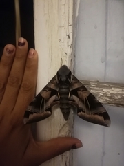 Eumorpha typhon