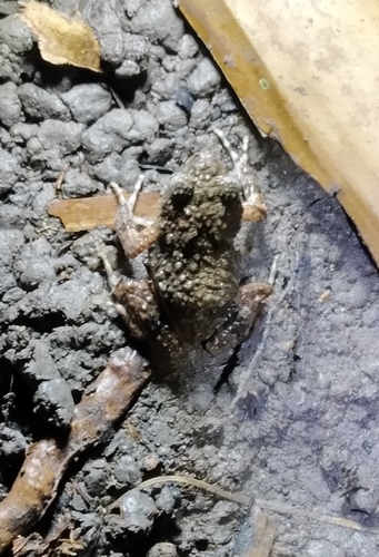 Guayaquil Dwarf Frog, Engystomops pustulosus