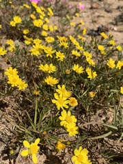 Rhynchopsidium pumilum