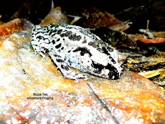 Inger's Litter Frog photo 3