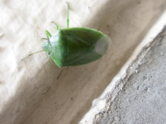 Glaucias subpunctatus