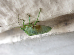 Glaucias subpunctatus