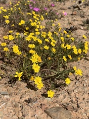 Rhynchopsidium pumilum