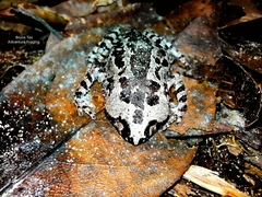Inger's Litter Frog photo 4