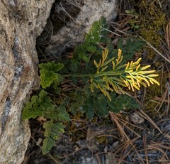 Cryptogramma acrostichoides