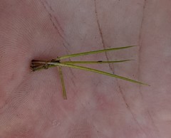 Isoetes occidentalis