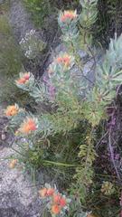 Leucospermum mundii