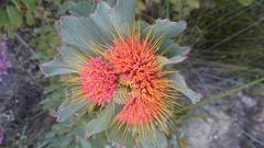 Leucospermum mundii