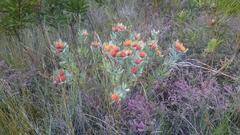 Leucospermum mundii