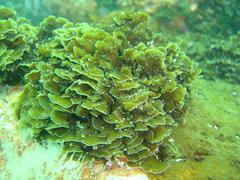 Exallosorus harveyanus