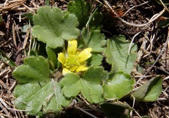 Ranunculus royi