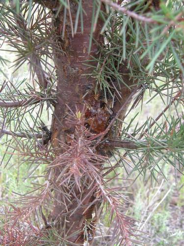 Colletotrichum acutatum image