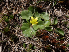 Ranunculus royi