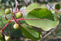 Corymbia calophylla