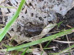 Loxoblemmus arietulus