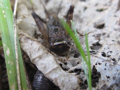 Loxoblemmus arietulus