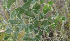 Podalyria myrtillifolia