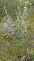 Podalyria myrtillifolia