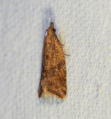 Epitymbia eudrosa